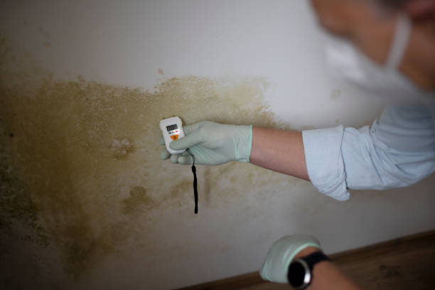 Best Mold Remediation for Specific Building Types in Adel, GA