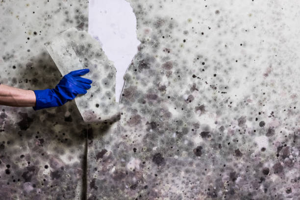 Best Attic Mold Remediation in Adel, GA