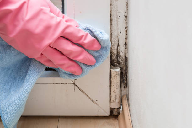 Best DIY Mold Remediation Support Services in Adel, GA