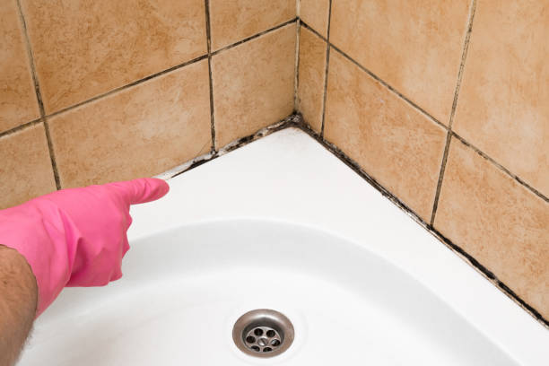 Best Kitchen Mold Remediation in Adel, GA
